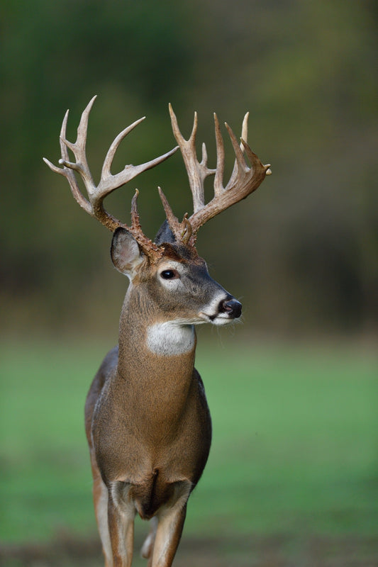 Bringing In a Whole Deer